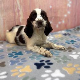 Mabel - Liver and white female English Springer Spaniel puppy in Rogers, Ohio from StoneyBrook Setters