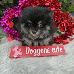 Maple - Black and tan female Pomeranian puppy in Sandia, Texas from Broken Arrow Poms