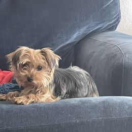 Penny - Yorkshire Terrier