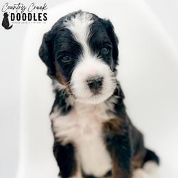ARCHER - Tri-color male Bernedoodle puppy in Tipton, Indiana from Country Creek Doodles