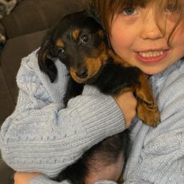 Dachshund Puppies from Birkin’ Paws