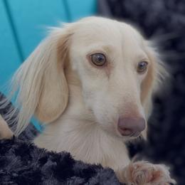 CoCo - Dachshund