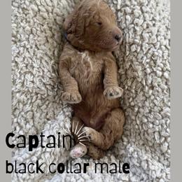 Captain - Red  male Goldendoodle puppy in Inez, Texas from Heavenly H Doodles