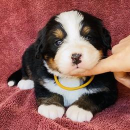 Gold Collar Female - Black rust and white female Bernese Mountain Dog puppy in Bristol, Tennessee from Holston Hollow Farm