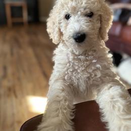 Bernedoodle and Double Doodle Puppies from ETX Dandy Doodle