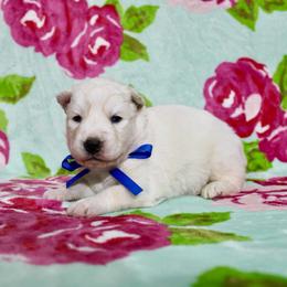 Ice - White male Siberian Husky puppy in Lunenburg, Vermont from SNOW WOOLY HUSKY