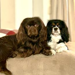 Cavalier King Charles Spaniel puppies from Junebug Cavaliers