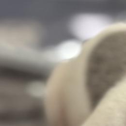 French Bulldog Puppies from Pardon My French Exquisite French Bulldogs