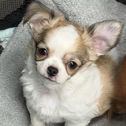 Gordie - Sable spotted white male Chihuahua puppy in Bucks County, Pennsylvania from Sweet Bean Chihuahuas