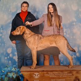 Nova - Chesapeake Bay Retriever