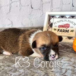 Pembroke Welsh Corgi Puppies from K3 Corgis