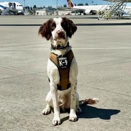 English Springer Spaniel All Grown Up from Jackpine Forest Springers