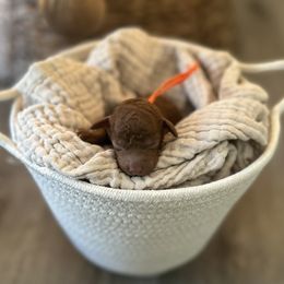 Orange Collar Boy - Red  male Poodle puppy in Charlotte, North Carolina from Bruno & Co. Puppies