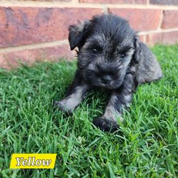 Mystique - Salt and pepper female Miniature Schnauzer puppy in Piedmont, Oklahoma from J&K's Miniature Schnauzers
