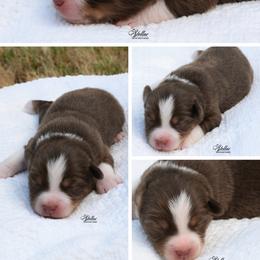Boy 1 - Red tri-color male Miniature American Shepherd puppy in Robinson, Texas from Stellar Miniature American Shepherds