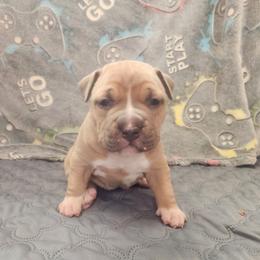 Girl 1 - Blue fawn female American Pit Bull Terrier puppy in Gambrills, Maryland from Kaotic APBTs