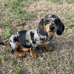Black and tan dapple boy 3 - Dapple male Dachshund puppy in Defuniak Springs, Florida from Anastasia Knight's Cocker Spaniels