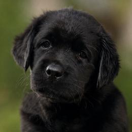 Yellow Collar - Black female Labrador Retriever puppy in Madison, Wisconsin from Meritrust Labradors