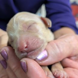 Girl 1 - Apricot female Goldendoodle puppy in Street, Maryland from Rocks & Roses Doodles