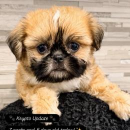 Krypto - Gold and white male Shih Tzu puppy in Orange, California from Shih Tzu Hauz