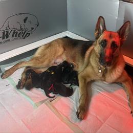 German Shepherd puppies from Vom Furstenhund