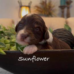 Sunflower - Brown and white female Aussiedoodle puppy in Cartersville, Georgia from Simply Blessed Doodles
