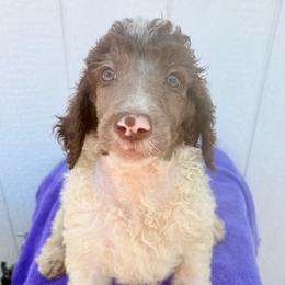 Cedar (vSteveLeslie) - Parti male Poodle puppy in Meadowbrook, California from Standard Poodle Pups