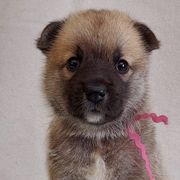 Norwegian Buhunds from Rose Shadow Ranch