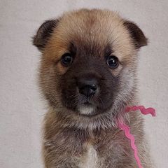 Norwegian Buhunds from Rose Shadow Ranch