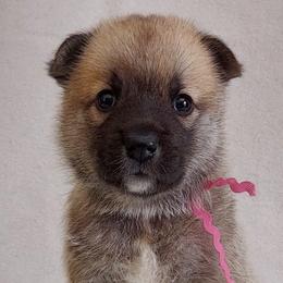 Norwegian Buhunds from Rose Shadow Ranch