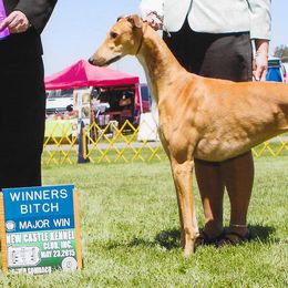 Greyhounds and Whippets from KJ'S Hounds