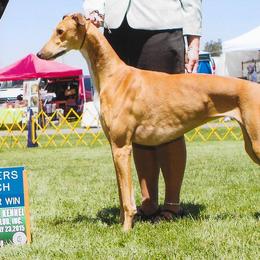 Greyhounds and Whippets from KJ'S Hounds