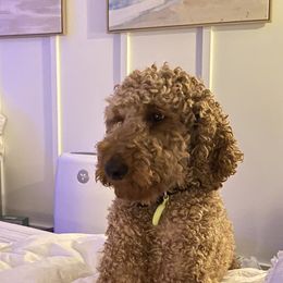 Cinnamon - Poodle