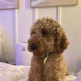 Cinnamon - Poodle