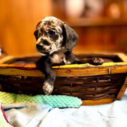 Alder (Dapple Doxiepoo) - Brindle male Companion Cross puppy in Waldron, Arkansas from Kay’s Cutie Poos