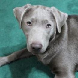 Mylee - Labrador Retriever