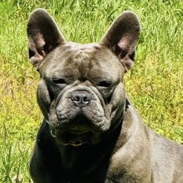 Nemo - French Bulldog