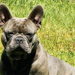 Nemo - French Bulldog