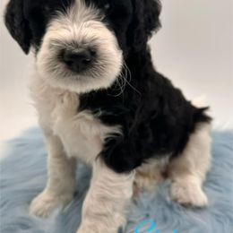 Bernedoodle Puppies from Whimsy Doodles