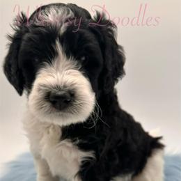 Bernedoodle Puppies from Whimsy Doodles