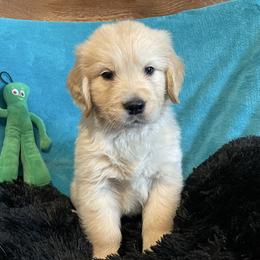 Pickles - Light golden male Golden Retriever puppy in Ennis, Texas from Amberidge Golden Retrievers