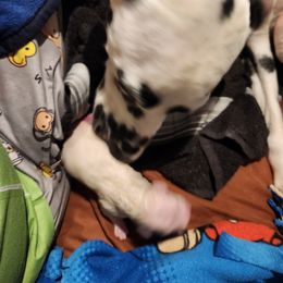 Dalmatian Puppies from America's Dalmatian Friends