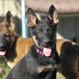 German Shepherd Puppies from Außer Gefahr German Shepherds