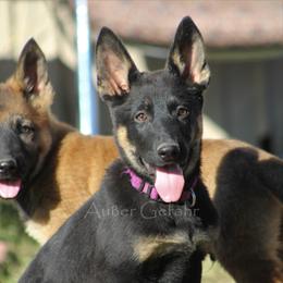 German Shepherd Puppies from Außer Gefahr German Shepherds