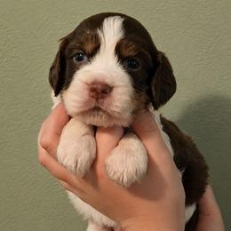 Boston - Liver white and tan male English Springer Spaniel puppy in Fort White, Florida from Thunderbird Springers