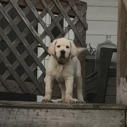 Boy 1 - Yellow Labrador Retriever puppy in Texas from Adeline Ranch Labradors