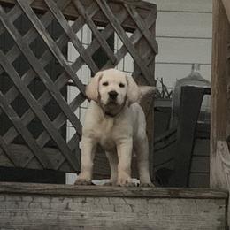 Boy 1 - Yellow Labrador Retriever puppy in Texas from Adeline Ranch Labradors