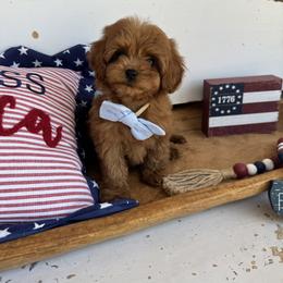 McFly - Red male Cavapoo puppy in Mesa, Arizona from Pedersendoodles