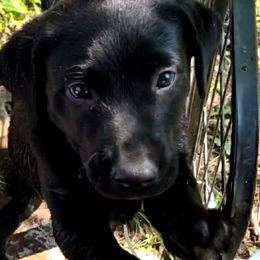 Labradoodles and Labrador Retrievers from Royal Lead Labradors