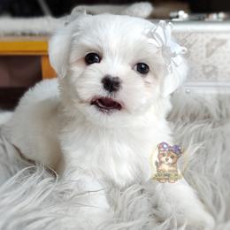 Korean Havamalt Silco - male Havanese puppy in Barren Springs, Virginia from Seeking Shalom Acres Maltese, Maltipoos & Havamalts